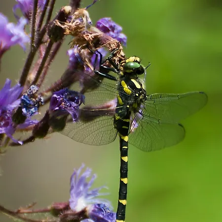 Parkvilla Vital מלון 4*